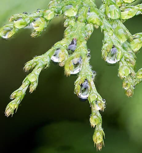 USA-Washington State Raindrops on Cedar Places Print